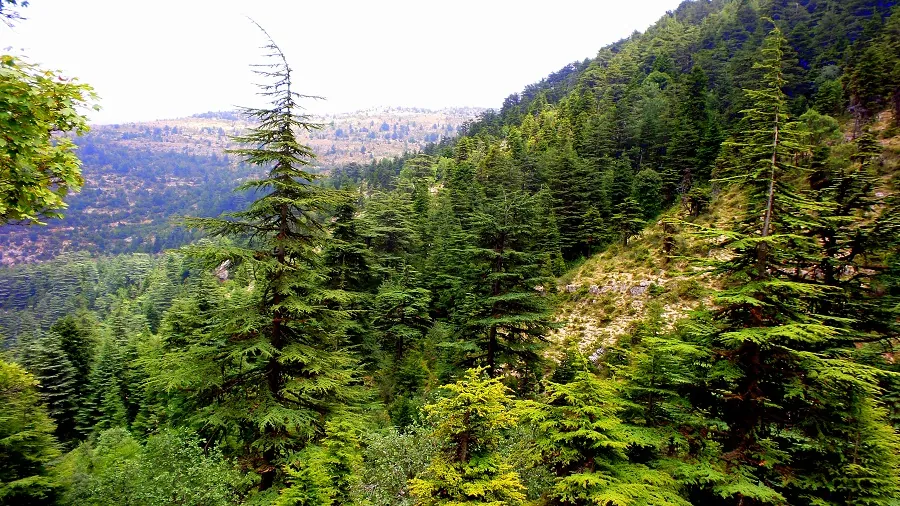 Cedars